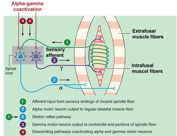 Gama systém Svalové vretienko Gama systém je riadený FR facilitačnou oblasťou Prostredníctvom FR sa uplatňujú aj regulačné vpyly mozočka, BG a MK Riadenie motoriky Golgiho šľachové teliesko