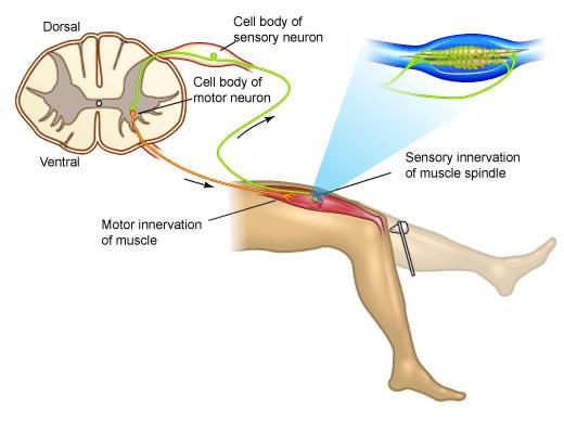 Monosynaptický napínací reflex Recipročná inervácia Recipročná inhibícia (RI) Vzruchy zo šľachových teliesok vedené vláknami Ib do miechy cez inhibičné interneurónyaktivujú α-motoneuróny homonymného