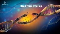 σπασμένο DNA από επιδιορθωτικά ένζυμα