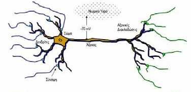 Σχήµα 3. Φυσικός νευρώνας. Σχήµα 4. Τεχνητός νευρώνας. 5.