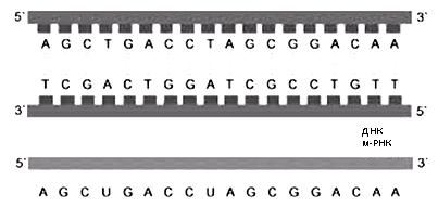 Информацијата кодирана во ДНК молекулата се дели на кодирачка и некодирачка.