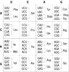 Слика 1.3. Превод на м-рнк Figure 1.3. Translation of m-rna Слика 1.4. Универзален генетски код Figure 1.4. Universal genetic code Досегашната фенотипска анализа укажува на промени во структурата на гените.