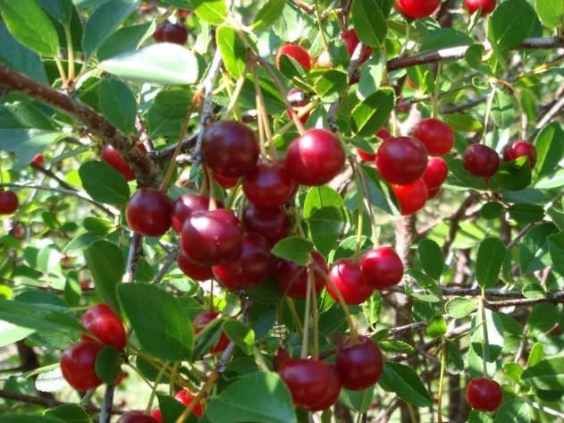 org) Царство Дивизија Ред Породица Род Врста Plantae Magnoliophyta Rosales Rosaceae Prunus Prunus cerasus Слика 2. Изглед и систематика вишње (Извор: www.purewellbeing.