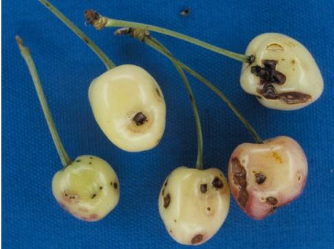 Теоријски део Слика 6. Некроза трешње изазвана Pseudomonas syringae (Извор: extension.oregonstate.
