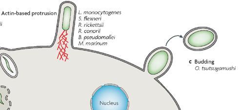 Κύτταρα-στόχοι ρικετσιών: ενδοθηλιακά κύτταρα www.ppdictionary.com Α: R.