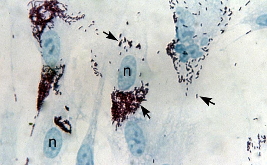 org Attach to endothelial cells Enter by induced phagocytosis Multiply