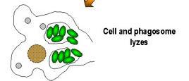 Anaplasma phagocytophilum* Ανθρώπινη κοκκιοκυτταρική αναπλάσμωση Ουδετερόφιλα Σκύλος, πτηνά, τρωκτικά ΗΠΑ Neorickettsia sennetsu κλινικά μοιάζει με