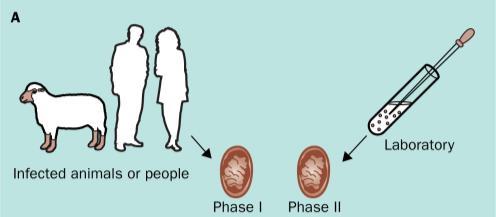 Φάση ΙΙ: λιγότερο μολυσματική μορφή (R LPS, ατελής) εργαστήριο - διαδοχικές ανακαλλιέργειες σε εμβρυοφόρα αυγά όρνιθας Πολύπλοκος ενδοκυττάριος