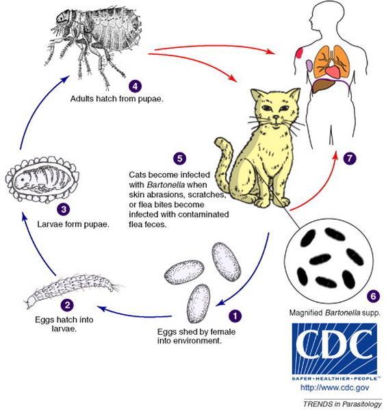 Νόσος εξ ονύχων γαλής (Cat-scratch disease) Αιτιολογικός παράγοντας: Bartonella henselae *Γάτα ασυμπτωματική εικόνα παρατεταμένη βακτηριαιμία Μετάδοση μεταξύ γατών μέσω ψύλλων Μετάδοση από γάτα σε