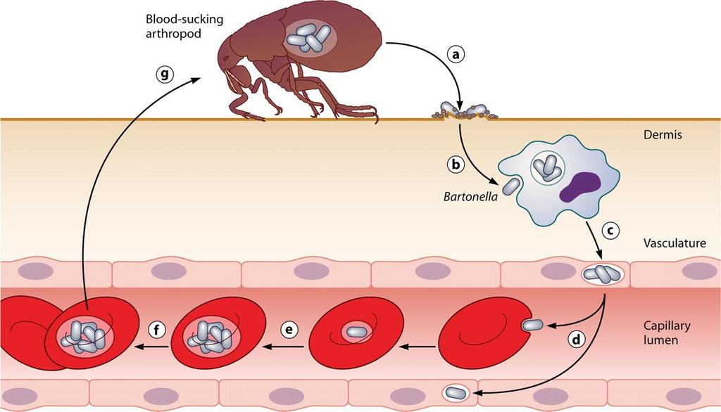 Bartonella henselae - Λοίμωξη Following transmission by an arthropod vector (a), the bartonellae colonize the primary niche, which probably involves entry into migratory cells (b) and transport to