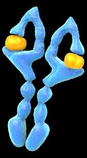 EGFR Best Options activation Across the Continuum may of Care involve for mcrc downstream signalling clinicaloptions.