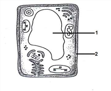 9 (9) 2.3 Bestudeer die onderstaande diagram van n sel en beantwoord die vrae wat volg. 2.3.1 Identifiseer die tipe sel.