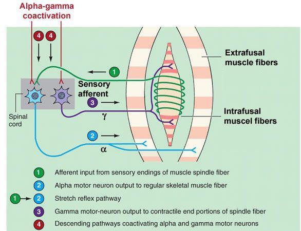 Εξαιτίας αυτής της συνενεργοποίησης α-γ νευρώνων οι ενδοατρακτικές και εξωατρακτικές ίνες