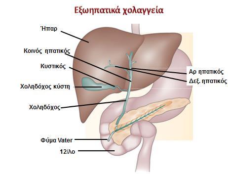 ΕΞΩΗΠΑΤΙΚΑ ΧΟΛΗΦΟΡΑ δεξιός και αριστερός ηπατικός πόρος κοινός