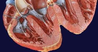 Cardiac Hemodynamics 6-10 22/