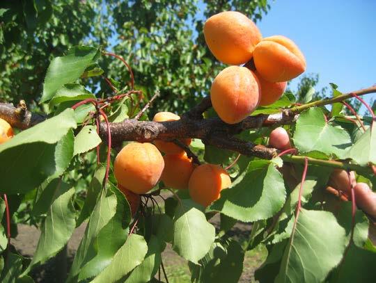 се налазе и на примарним гранама и продужници. Врло је родна и почиње да рађа у трећој години. Цвета касно, 2-4 дана после Мађарске најбоље. Почиње да цвета најраније 25.