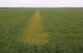 Proleće 2014. godine je bilo izuzetno povoljno za razvoj posebne vrste rđe pšenice, a to je žuta rđa pšenice.