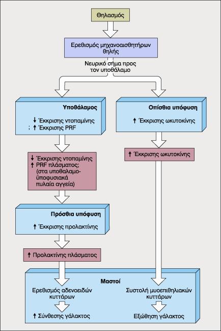 Υποθάλαµος Ντοπαµίνη TRH VIP?