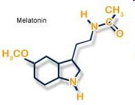 Παράγωγο της σεροτονίνης Μελατονίνη Το σκοτάδι διεγείρει