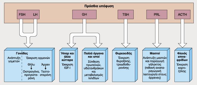 Στόχοι & Κύριες Λειτουργίες των