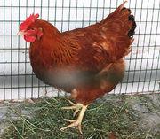 επιλογή για εκτροφή οικόσιτων πουλερικών, λόγω της ικανότητας γέννησης αυγών και της αντοχής τους.