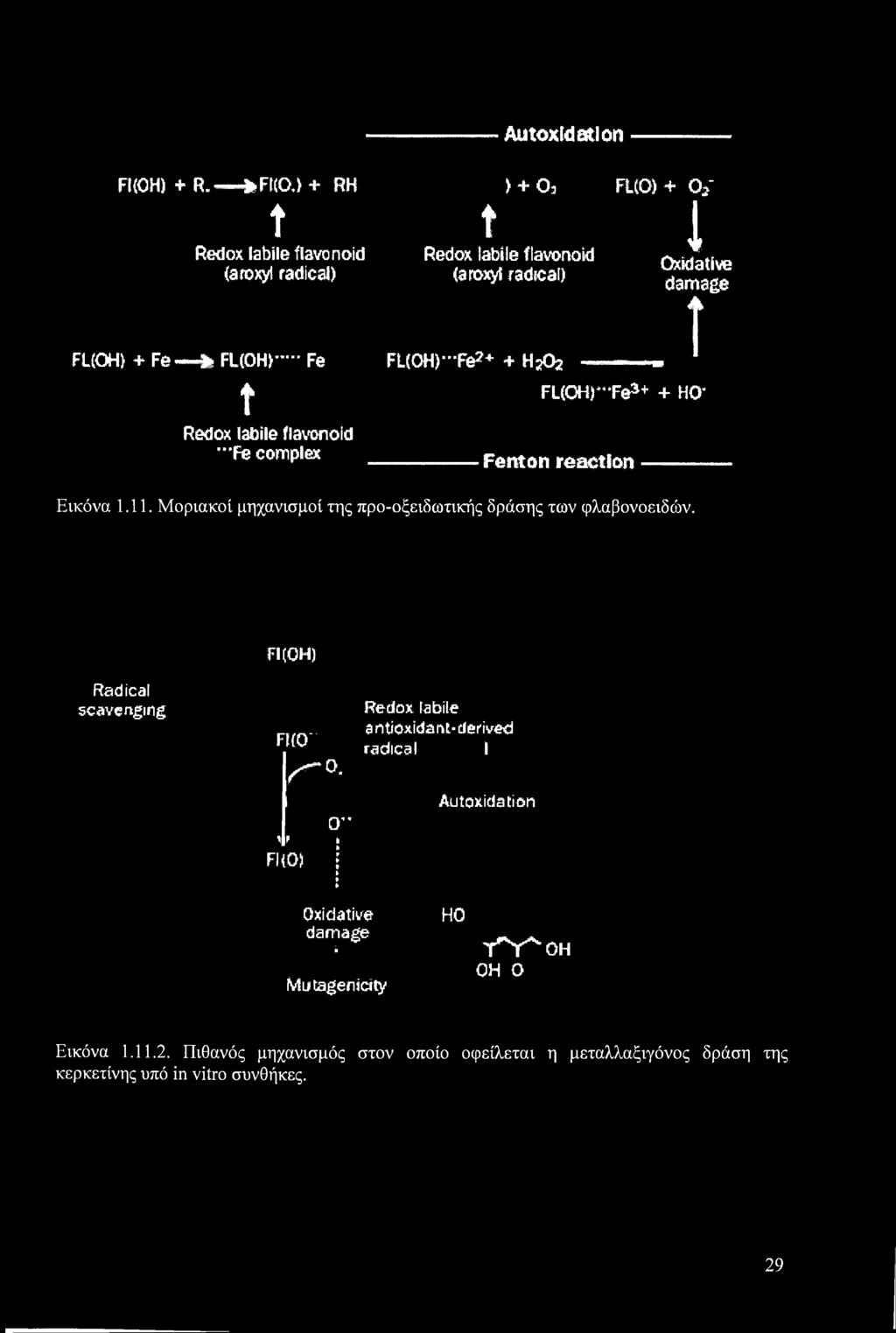 flavonokl {aroxyf radical) FL(OH)-Fe2+ + H2Q2 l Oxidative damage ί FL(OH)*,*Fea+ + HO* Fenton reaction Εικόνα 1.11.