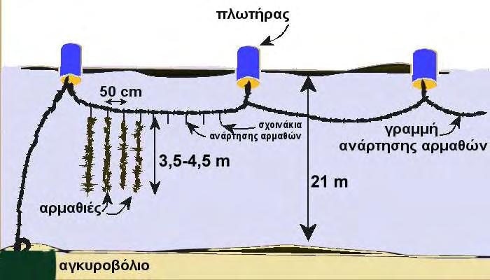 2.5 ΒΙΟΛΟΓΙΚΟ ΥΛΙΚΟ (ΕΝΗΛΙΚΑ ΜΥΔΙΑ) Τα δείγματα μυδιών προέρχονταν από δύο γειτονικές αρμαθιές και από τρεις θέσεις των αρμαθιών (3m, 5m, 7m) δηλαδή από την αρχή της αρμαθιάς που