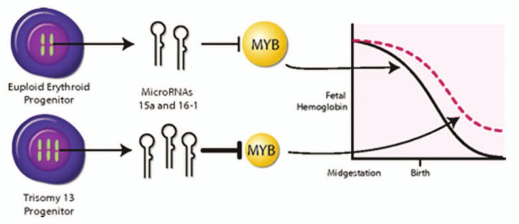 Α. Μπαλασοπούλου mir-15a και 16-3. Πιστεύεται ότι η αύξηση της HbF, επιτυγχάνεται λόγω της αυξημένης συγκέντρωσης των mir-15a και 16-3.