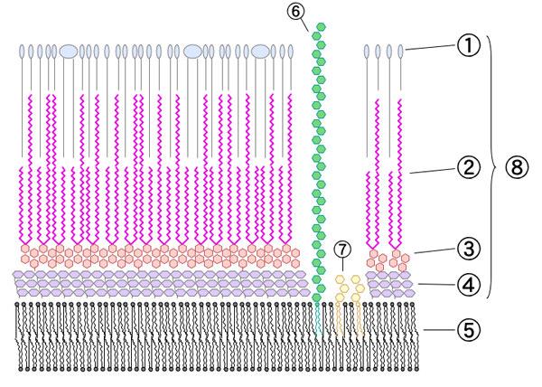 Estructura de la Envoltura Celular de MTB 8 1. Lípidos externos 2. Ácidos micólicos Pared Celular 3. Polisacáridos (arabinogalactano) 4. Peptidoglicano 5. Membrana celular 6.