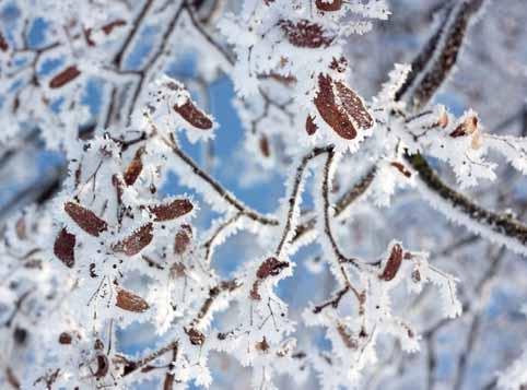 Februarsko sonce je nadvse varljivo, posebno za tiste sadne rastline, ki so na sončnih