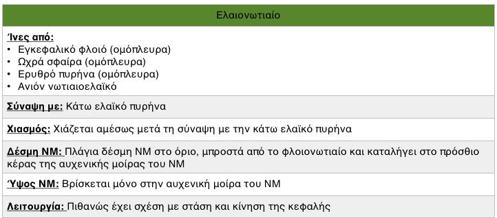 Ραφονωτιαία (από μέγα πυρήνα ραφής, για αντίληψη πόνου) Μονηρονωτιαία (από μονήρη πυρήνα, για ρύθμιση