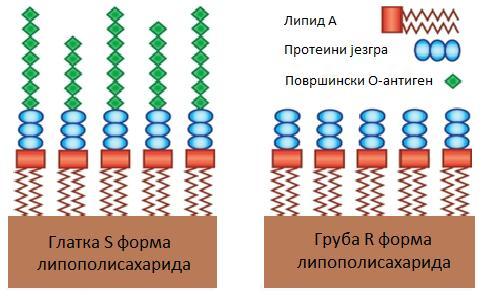 Драган Бокан Дипломски рад Преглед литературе За разлику од класичне S форме, бруцеле се могу јавити и у R облику. Ове врсте (B. canis и B.