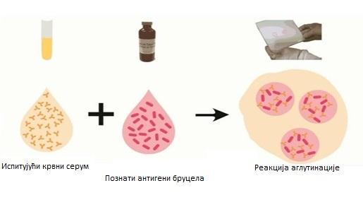 Бокан Драган Дипломски рад Материјал и методе Слика 7.