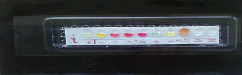 Teste biochimice galerii API NH
