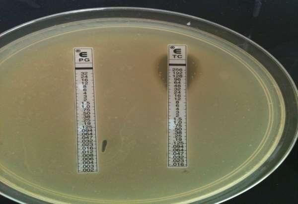 Rezultate E-test pe mediu GC agar bază completat cu 1% IsoVitaleX, fară hemoglobină; suspensia