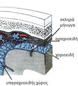 Μηνιγγίτιδα Φλεγμονή μηνίγγων Η
