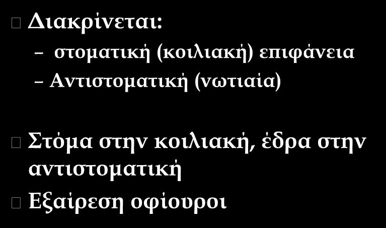 Σώμα Διακρίνεται: στοματική (κοιλιακή) επιφάνεια Αντιστοματική