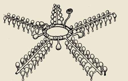 Υδροφορικό σύστημα (Water vascular system)