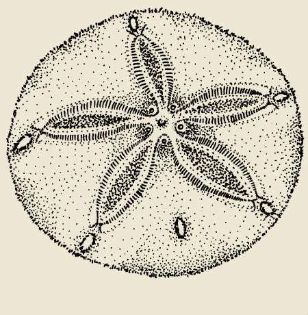 Sand dollar Γονοπόρος