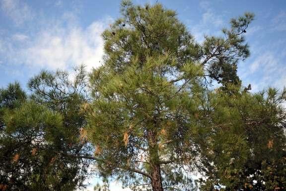 ΠΕΥΚΟ Τα πεύκα είναι γυµνόσπερµα, αειθαλή, ρητινοφόρα κωνοφόρα δένδρα µε 90 περίπου είδη ανά τον κόσµο, που ανήκουν στην οικογένεια των Πευκοειδών.