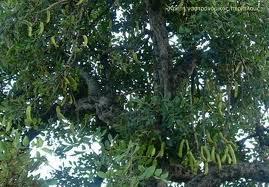 ΧΑΡΟΥΠΙΑ Οι χαρουπιές είναι δέντρα τα οποία από πολλούς ανθρώπους που ζήσανε στα χρόνια των μεγάλωνπολέμωνόπωςα' και Β' παγκοσμίουπολέμουθεωρούσαντονκαρπό της"σοκολάτα", διότι λόγο της φτώχιας που