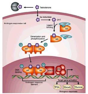 Ρόλος ανδρογόνων-μηχανισμός δράσης T μετατρέπεται σε DHT AR είναι συνδεδεμένος με Heat Shock Proteins AR