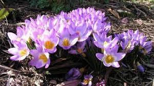 Κρόκος (Crocus sieberi) Ανθίζει από Αρχές Νοεμβρίου έως