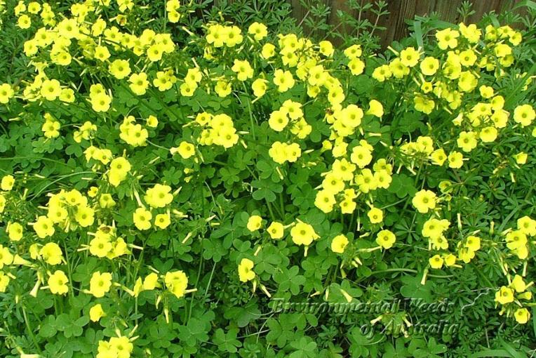 Ξυνάκι (Oxalis spp) Ξυνήθρα, οξαλίδα, αγριολάπαθο Ετήσια πόα, Ζιζάνιο των ελαιώνων, βολβόριζο, δυσκολοεξόντωτο.