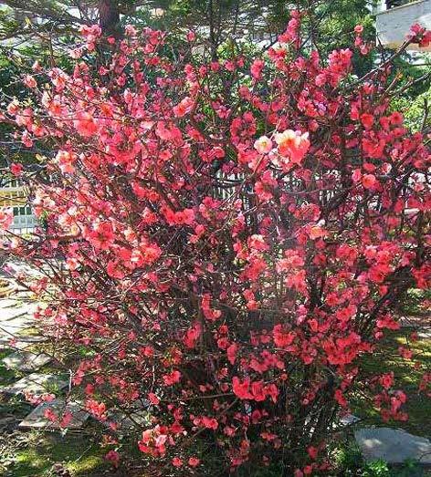 Τσιντόνια (Chaenomeles speciosa) Γνωστή ως Ιαπωνικό κυδώνι ή καλλωπιστική κυδωνιά ή λουλουδένιο κυδώνι ή Magua στην παραδοσιακή Κινέζικη ιατρική είναι ένα