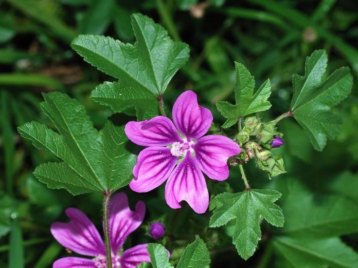 Μολόχα (Malva sylvestris) Από τα πιο συνηθισμένα αγριολούλουδα της ελληνικής υπαίθρου. Διετής ή πολυετής αυτοφυής πόα, γνωστή περισσότερο ως ζιζάνιο.