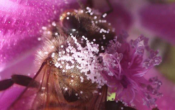 Οκτώβριο. Τα λουλούδια της με τα μεγάλα κυανοειδή πέταλα προσελκύουν τις μέλισσες προσφέροντας νέκταρ από τα νεκτάρια που βρίσκονται στη βάση των πετάλων.