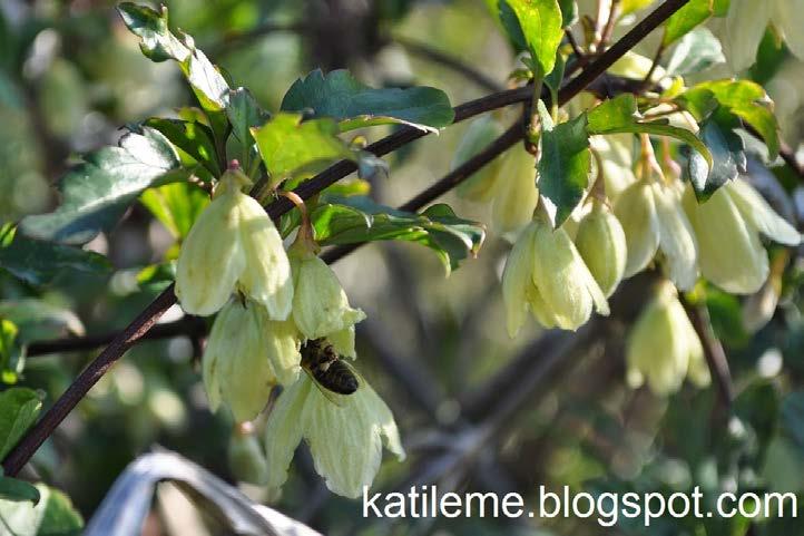 Αγράμπελη ή κληματίδα η κιρρώδης (Clematis cirrhosa ) Η κληματίδα η κιρρώδης είναι ένα αναρριχώμενο φυτό που ανθίζει το Χειμώνα.