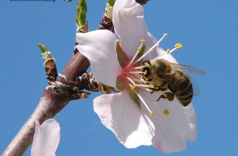 Αμυγδαλιά (Prunus dulcis (Myller) Η αμυγδαλιά είναι ένα σπουδαίο μελισσοκομικό δέντρο και σηματοδοτεί την έναρξη της επερχόμενης Άνοιξης αλλά και την έναρξη της μελισσοκομικής περιόδου.