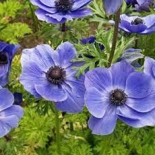 Ανεμώνα η στεφανωματική (Anemone coronaria), Η ανεμώνη ή ανεμώνα πολυετές φυτό, αγγειόσπερμο,δικοτυλήδονο φυτό είναι εξαπλωμένη σε ολόκληρο τον κόσμο, είτε ως αυτοφυής είτε ως καλλιεργούμενη, αλλά